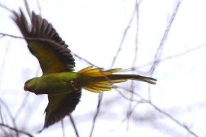 Aleksandretta obrożna