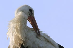 Bocian biały (Ciconia ciconia)
