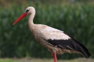 Bocian biały (Ciconia ciconia)