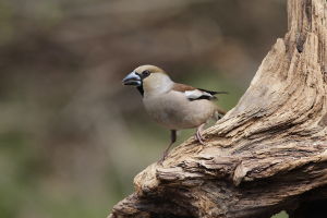 Grubodziób zwyczajny  (Coccothraustes coccothraustes)