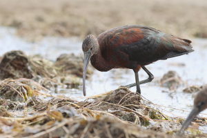 Ibis kasztanowaty