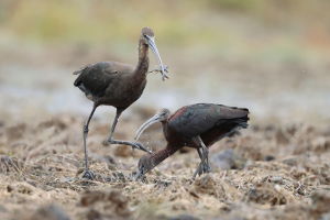 Ibis kasztanowaty