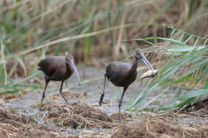 Ibis kasztanowaty