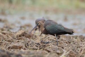 Ibis kasztanowaty
