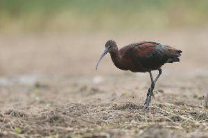 Ibis kasztanowaty