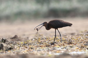 Ibis kasztanowaty
