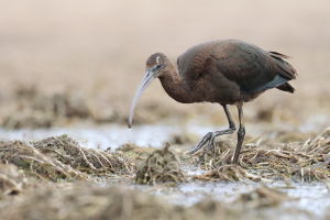 Ibis kasztanowaty