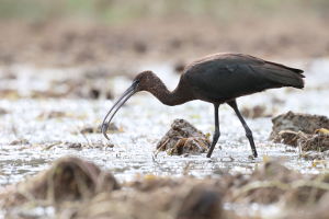 Ibis kasztanowaty