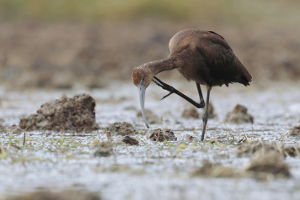 Ibis kasztanowaty