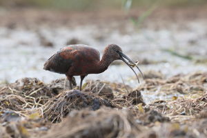 Ibis kasztanowaty