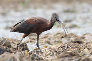 Ibis kasztanowaty
