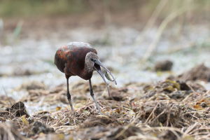 Ibis kasztanowaty