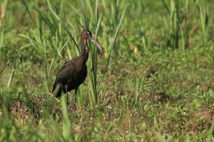 Ibis kasztanowaty