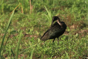 Ibis kasztanowaty