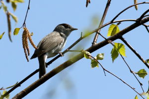 sylvia atricapilla