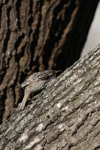 Pełzacz ogrodowy (Certhia brachydactyla)