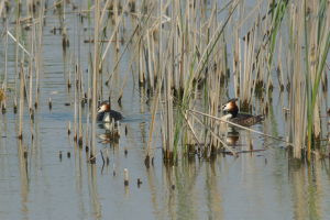 Perkoz dwuczuby (Podiceps cristatus)
