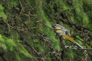 motacilla cinerea