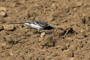 Pliszka siwa (Motacilla alba)