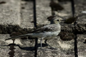 Pliszka siwa (Motacilla alba)