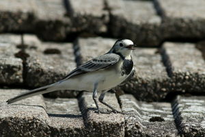 Pliszka siwa (Motacilla alba)