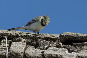 Pliszka siwa (Motacilla alba)