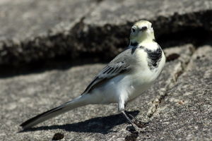 Pliszka siwa (Motacilla alba)