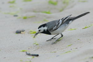 Pliszka siwa (Motacilla alba)