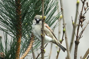 passer domesticus