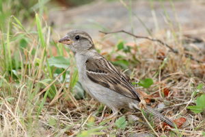passer domesticus juvenilis