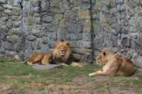 lwy (Panthera leo)