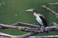 kormoran czarny (Phalacrocorax carbo) 