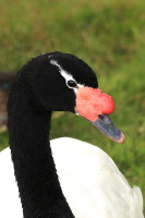  łabędź czarnoszyi (Cygnus melanocoryphus) 
