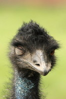  emu zwyczajne (Dromaius novaehollandiae)