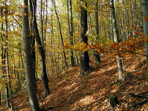 Link to full sized version of 35-strome zbocza Doliny Pradnika.jpg