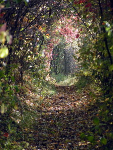 Link to full sized version of 49-tunel.jpg