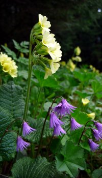 opis