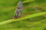  Jętka (Ephemeroptera) - jako larwa może żyć nawet kilka lat, w dorosłej postaci bywa, że... zaledwie jeden dzień... 