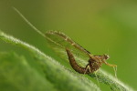  Ametropus fragilis czyli jętka odżywia się martwą materią organiczną oraz glonami. 