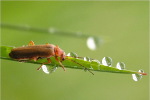  Zmięk żółty. 
