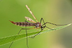  Koziułka warzywna (Tipula oleracea) - często mylona z komarem. Dla ludzi zupełnie nieszkodliwa.