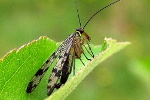  Wojsiłka (Panaropa communis) - jej zwyczaje miłosne sa bardzo ciekawe. Otóż samiec przed kopulacja karmi swoją partnerkę wydzieliną gruczpłów ślinowych. Samice po złożeniu jaj w ziemi kopulują ponownie z innymi samcami, które są gotowe do ponownej kopulacji juz po kilku dniach od poprzedniej. Wojsiłki są drapieżnymi owadami będąc zarówno w postaci doskonałej jak i larwy. Kleszczykowate wyrostki na tułowiu samca służą do przytrzymywania samicy podczas kopulacji. 