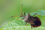  Wtyk Straszyk (Coreus marginatus). 