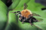  Trzmiel rudy (Bombus pascuorum). 