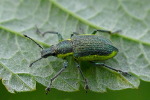 Zieleńczyk zielonawy (Chlorophanus viridis) 